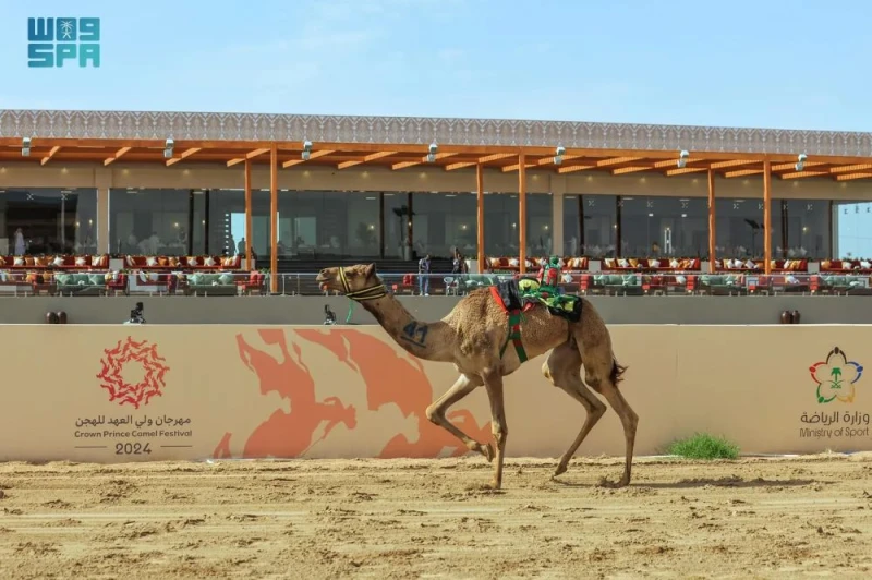 -مذهل تتوج بالتوقيت الأفضل ل الحقايق بمهرجان ولي العهد للهجن .. توجت المطية مذهل لمالكها السعودي محمد صالح آل رزق، بالتوقيت الأفضل في فئة الحقايق في