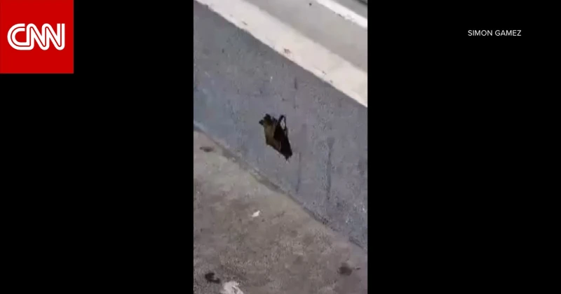 خفاش مسعور يدخل مركزا تجاريا في مدينة أمريكية.. ما المصير الذي واجهه؟ تكنولوجيا ما برح زبائن مركز التسوق الواقع في شارع بحالة صدمة من هذا اللقاء مع