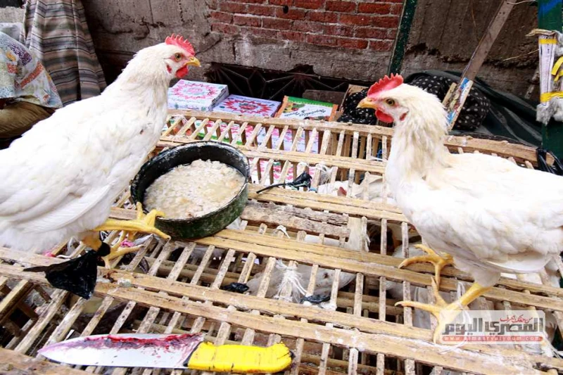 سعر الفراخ البيضاء وكرتونة البيض (الأيض والبلدي) بالأسواق اليوم الأحد 8 سبتمبر 2024 سجلت أسعار الفراخ الساسو والحمراء اليوم الأحد 8 سبتمبر 2024 استقرارا خلال تعاملات بورصة الدواجن 