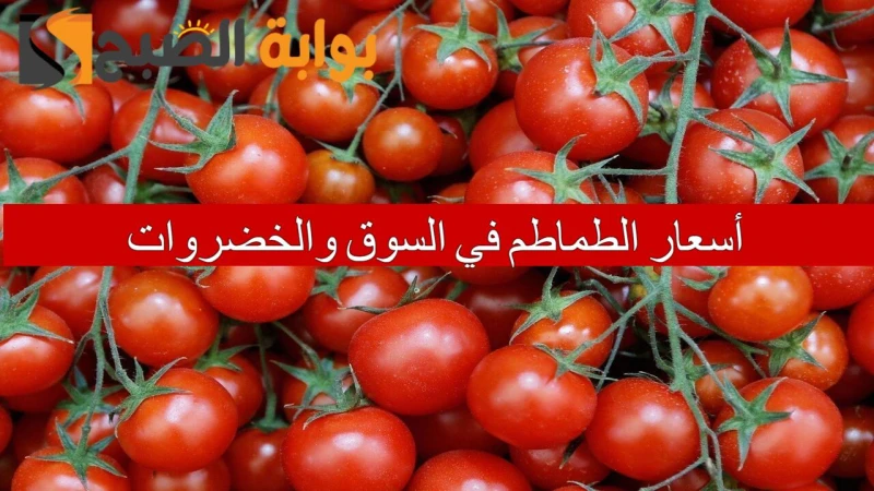 هل انخفضت؟.. أسعار الطماطم في السوق والخضروات اليوم الإثنين 2362024 للمستهلكينشهدت أسعار الطماطم في السوق والخضروات بحث كبيرا من قبل العديد من المواطنين عبر محركات البحث الاجتماعي،
