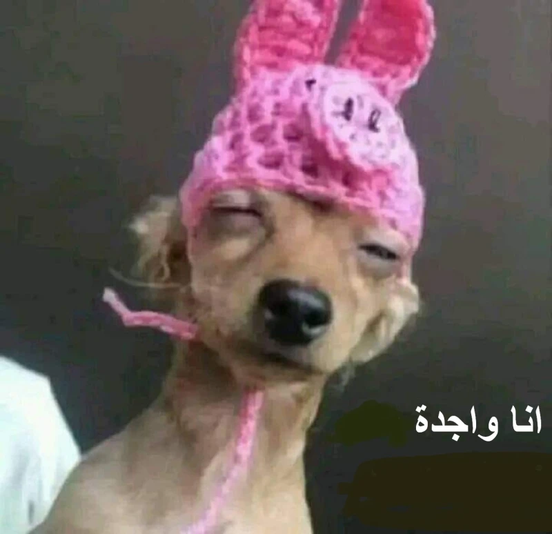 أوشيش يتعهد ببناء جزائر قوية اقتصاديا ومزدهرة _الأخبار قال المترشح للانتخابات الرئاسية يوسف أوشيش، إن الشعب الجزائري احتضنه في كل منطقة زارها خلال الحملة الانتخابية، مؤكدا أن أكذوب