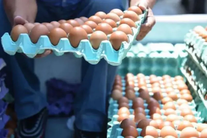 تفاصيل إحالة 21 من منتجي البيض إلى النيابة بسبب التلاعب في الأسعارعلق أحمد نبيل عبدالله، رئيس شعبة بيض المائدة بالاتحاد العام لمنتجي الدواجن، على قرار جهاز حماية المنافسة بتحريك دع