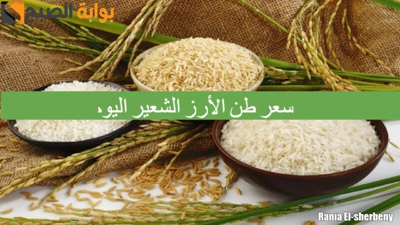 كم سعر طن الأرز الشعير اليوم الإربعاء 1892024 الحبة العريضة والرفيعة بالأسواق مع موسم الحصاديعد سعر طن الأرز الشعير اليوم واحدة من أكثر التساؤلات التي يبحث عنها العديد من المواطنين