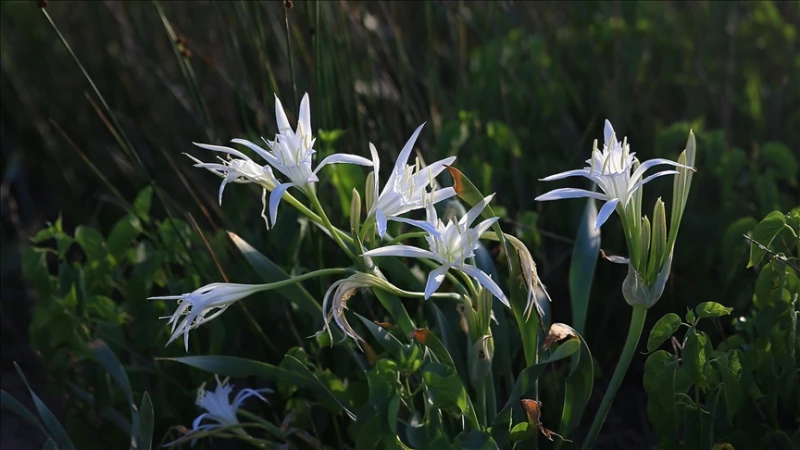 بتاريخ الإثنين 07 أكتوبر 2024تعتبر زنبق الرمل، المتواجدة على شاطئ سامانداغ في هاتاي، من النباتات التي تثير اهتمام المصطافين، حيث تتمتع بجمالها الفريد. هذه النباتات، التي تصنف ضمن ا