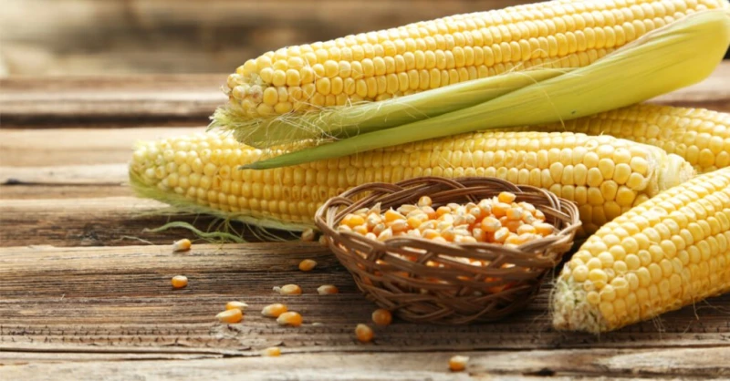 تناول الذرة له فوائد وأضرار صحية تعرفى عليهاأكثر الحبوب استهلاك على نطاق واسع هى الذرة ،فهى مصدر جيد لمضادات الأكسدة،التى قد تعزز صحة العين، كما أنها مصدر غني لمختلف الفيتامينات وا
