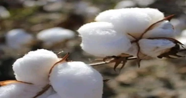 كتب أيمن بحر انخفضت واردات مصر من القطن قصير التيلة 15 لتصل إلى 97 ألف طن خلال موسم 2023-2024 المنتهي في 30 سبتمبر الماضي. واردات مصر من القطن من السودان هبطت 63، إلى 19 ألف طن قطن