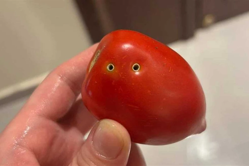 بعد مقطع صوتي يحذر من الطماطم المسمومة.. نقيب الفلاحين يكشف حقيقة الثقوب السوداء في إطار الجدل الذي أثاره مؤخرا مقطع صوتي متداول يحذر المواطنين من