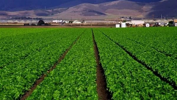 صانعات للأمل والحياة.. معلومات الوزراء يحتفي بالريفيات المصرياتأصدر مركز المعلومات ودعم اتخاذ القرار بمجلس الوزراء، سلسلة من الفيديوهات عبر منصاته على وسائل التواصل الاجتماعي، بمنا