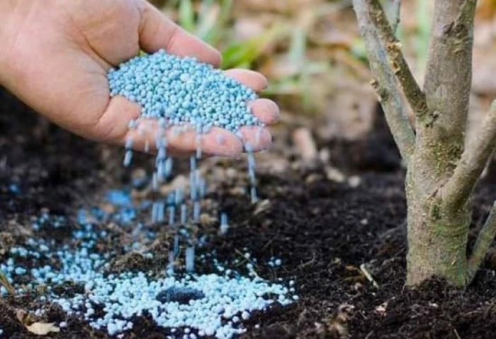 الزراعة: انفراجه كبيرة في أزمة الأسمدة ومنع التهريب والسوق السوداء أكد الدكتور أحمد عصام رئيس قطاع الخدمات والمتابعة بوزارة الزراعة، أن تقاوي القمح المعتمدة متوفرة وتكفي لزراعة الم