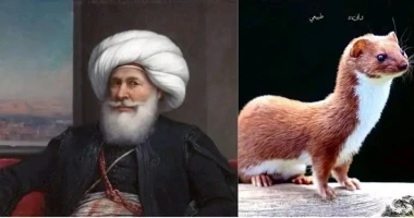 متابعة أيمن بحر ينظر الكثيرون إلى العرسة وهى تجرى حوله بتقزز شديد لكن ما لا يعرفه البعض أن هذا الحيوان كان له دور غريب وعجيب فى التاريخ المصرى وتمكن من إنقاذ أرواح الملايين... فكيف