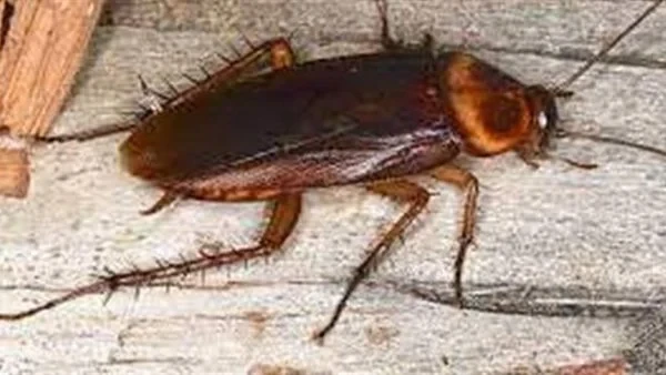 تفسير حلم الصراصير الكبيرة ودلالة قتل الصرصور الكبير في المنام دون خوفتفسير قتل الصراصير في المنام يحمل دلائل كثيرة، حيث إنه من الممكن أن تدل الصراصير على السحر والحسد والمصائب وكث