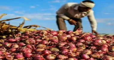 كتب أيمن بحر قفزت أسعار البصل فى مصر 110 خلال أسبوعين متجاوزة 25 جنيها للكيلو جرام مقابل 12 جنيها نهاية سبتمبر الماضى. وصرح مسؤول حكومى فى تصريحات صحفية أن محصول البصل الحالي فقد ن