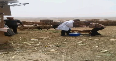 البحر الاحمر أيمن بحر أعلنت مديرية الطب البيطرى بالبحر الأحمر انه تم تنفيذ عدة حملات لمكافحة الأمراض الحيوانية خلال شهر سبتمبر الماضى أسفرت عن علاج