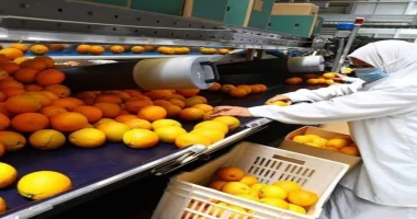 متابعة أيمن بحر مصر تستهدف زيادة صادراتها الزراعية إلى 9.2 مليار دولار بنهاية العام قال وزير الزراعة واستصلاح الأراضي المصرى علاء فاروق إن مصر تستهدف