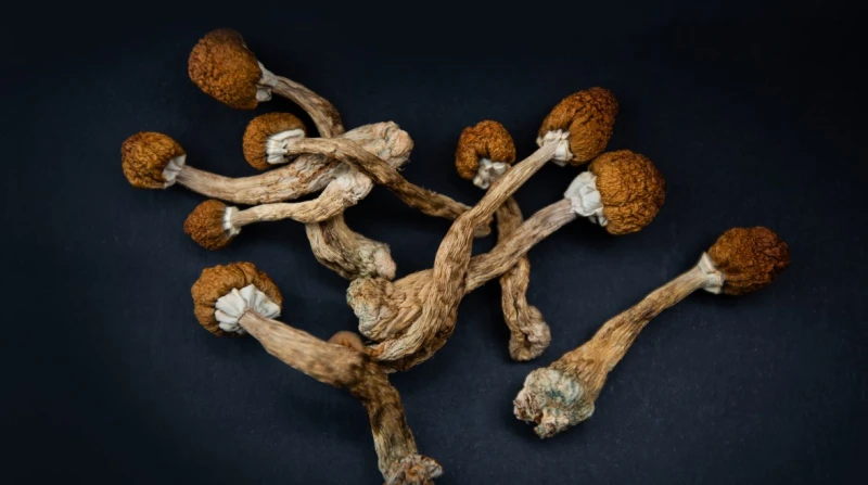 الماجيك مشروم.. نبات مخدر يسبب الهلوسة ويصيب المدمن بالفزع تمكنت الأجهزة الأمنية في منطقة الشروق بمحافظة القاهرة من ضبط عنصر إجرامي شديد الخطورة، متلبسا بزراعة الفطر السحري المخدر،