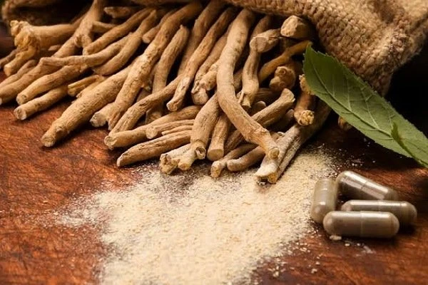 الأشواجاندا.. كل ما تريد معرفته من فوائد واستخدامات طبية وآثارها الجانبية.تعتبر نبتة الأشواجاندا ( )، المعروفة أيضا باسم الجينسنغ الهندي، من النباتات