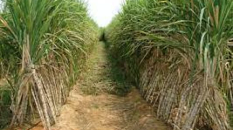 بزيادة 25.. التموين تعلن أسعار توريد قصب السكر والبنجر 2025 أعلنت وزارة التموين والتجارة الداخلية، آليات تسعير قصب السكر والبنجر لمصانع السكر موسم