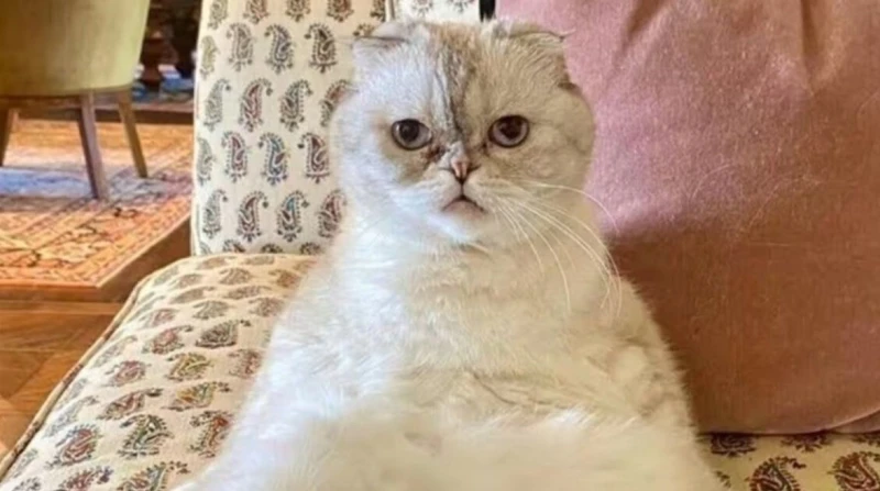 ثروتها تخطت مشاهير.. أغنى 5 حيوانات أليفة لعام 2024 حصلت القطة أوليفيا بينسون، المملوكة للمغنية الشهيرة تايلور سويفت، على لقب أغنى حيوان أليف في العالم، وفقا لقائمة أصدرتها مجلة هي