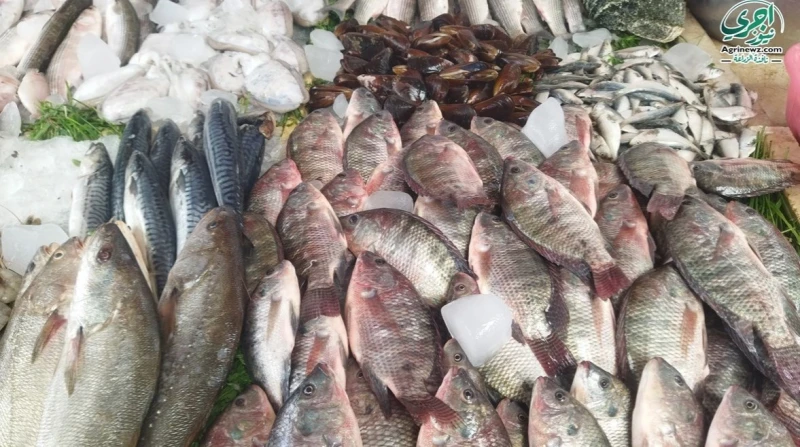 أسعار الأسماك والمأكولات البحرية اليوم الجمعة 20 ديسمبر 2024 شهدت أسعار الأسماك اليوم الجمعة 20 ديسمبر 2024 حالة من الاستقرار، خلال التعاملات