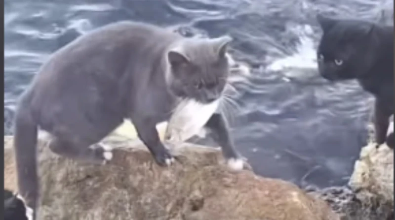 مقطع مثير.. قطة تصطاد الأسماك من المياه بفخ ذكي (فيديو) في مشهد مذهل أثار دهشة رواد مواقع التواصل الاجتماعي، تداول المستخدمون مقطع فيديو لقطة تظهر ذكاء استثنائيا، وهي تنصب فخا للأس