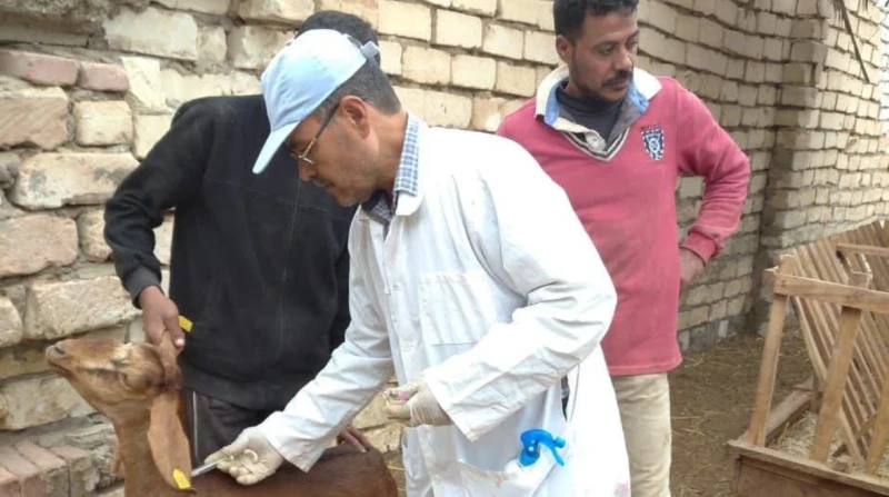 تحصين 652 ألف رأس ماشية في الشرقية أكد محافظ الشرقية المهندس حازم الأشموني، على ضرورة الاهتمام بالثروة الحيوانية والعمل على توفير الدعم والرعاية البيطرية اللازمة لوقايتها من الأمرا