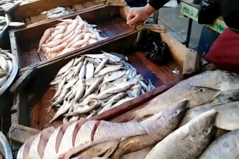 انخفاض الجمبري.. أسعار السمك اليوم الجمعة في سوق العبورنشر فريق تحرير الموقع انخفضت أسعار صغار الجمبري والحبار والكاليماري، خلال تعاملات اليوم الجمعة، فيما ارتفعت أسعار المكرونة ال