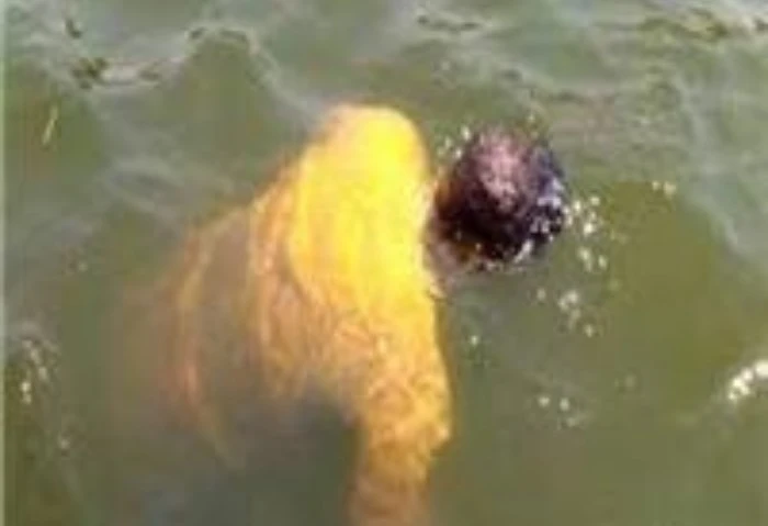 موظف بمجلس مدينة صدفا، انتشال جثة غريق في ترعة أبو تيج بأسيوط نجح رجال الإنقاذ النهري بمديرية أمن أسيوط، في انتشال جثمان غريق في ترعة أبو تيج بجوار مبني المطافي وتم نقل الجثمان إلى