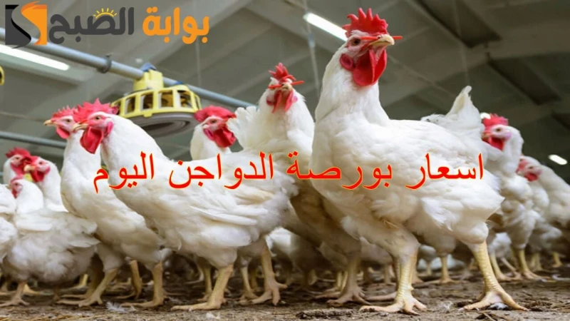 تراجع جديد.. اسعار بورصة الدواجن اليوم الخميس 19122024 والكتاكيت بأنواعها في الأسواقتعد اسعار بورصة الدواجن اليوم من العبارات التي تزايد البحث عنها