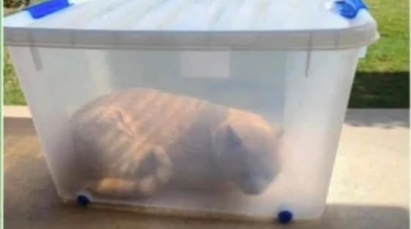 مصايد الموت للقطط بكمبوند شهير.. ماذا يحدث في التجمع الخامس؟ نشر بعض سكان كمبوند شهير في التجمع الخامس منشورات بعنوان مصايد الموت، إذ اتهموا جارا لهم يدعى جورج بإقدامه على صيد القط