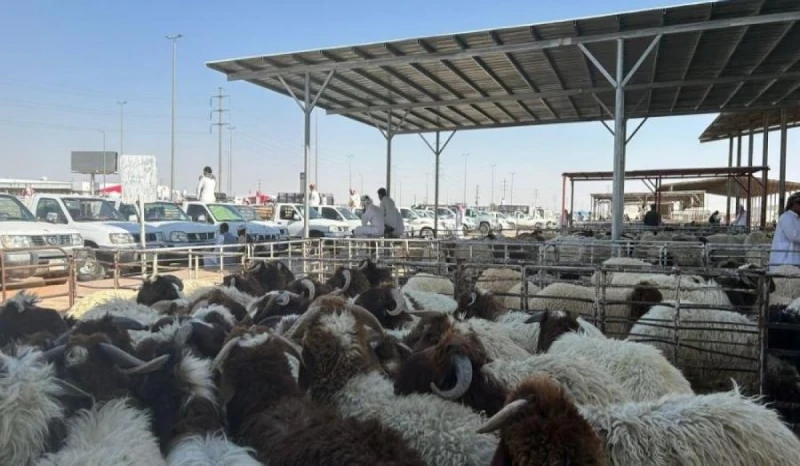 بيع المواشي الحية بالوزن في السعودية بداية من هذا الموعدقامت وزارة البيئة والمياه والزراعة في المملكة العربية السعودية بالكشف عن موعد بيع المواشي الحية بالوزن، ويعتبر ذلك من ضمن أه