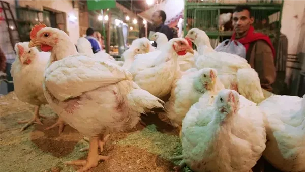 بورصة الدواجن.. أسعار الفراخ البيضاء اليوم الخميس 30 يناير 2025 تراجعت أسعار الفراخ البيضاء في بورصة الدواجن اليوم لعدة جنيهات لتباع للمستهلك بما يصل ل 95 جنيها.وننشر في هذا التقري