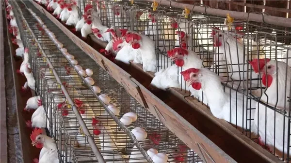 بورصة الدواجن.. أسعار الفراخ اليوم الجمعة 31-1-2025 بمصر تولي العديد من ربات البيوت اهتماما خاصا بأسعار بورصة الدواجن اليوم الجمعة 31 يناير 2025، بما في ذلك أسعار الفراخ البيضاء وا