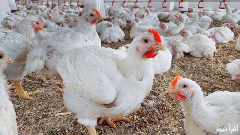 الكتكوت وصل كام اسعار الكتاكيت والفراخ اليوم الأربعاء 22 يناير في بورصة الدواجنبحلول شهر رمضان الكريم يهتم الكثير من الأشخاص وربات البيوت حول سعر الكتاكيت والفراخ لتربيتهم في المنز