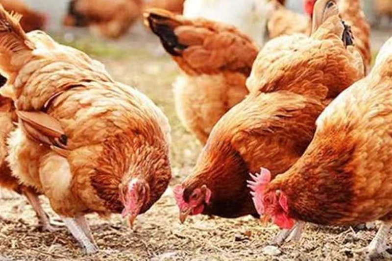 أسعار الفراخ والبيض في القليوبية اليوم السبت 11 يناير 2025 استقرت أسعار الفراخ والبيض بأنواعه الثلاثة الأبيض والأحمر والبلدي، اليوم السبت، 11 يناير