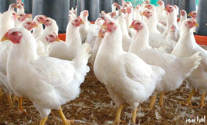 بشرى سارة للمواطنين..استقرار أسعار البيض والدواجن بد آخر انخفاض اليوم الثلاثاء 28 يناير في الأسواق المصريةشهدت أسعار الفراخ اليوم الثلاثاء 28 يناير