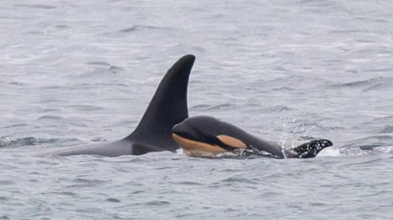 قصة حزن ترويها الأمواج.. حوت الأوركا يفجع للمرة الثانية بفقد صغيره رصد العلماء الحوت الأم تاهلكواه وهي تحمل صغيرها الميت لمسافات طويلة قبالة ساحل ولاية واشنطن، في مشهد مؤثر يعكس غز