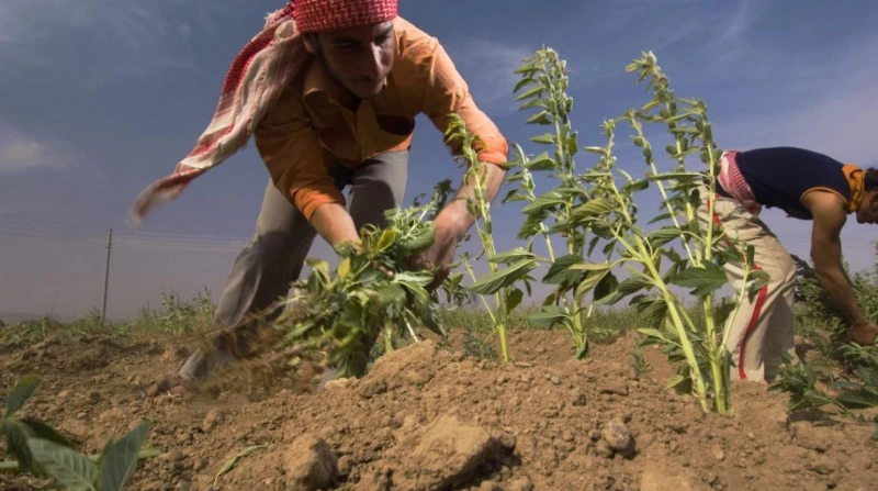 نضرب بيد حديدية.. الزراعة تكشف حقيقة نقص الأسمدة ببعض المحافظات ردت وزارة الزراعة على ما نشرته بعض مواقع التواصل الاجتماعي حول وجود عجز في الأسمدة