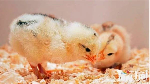 عمر يوم بكام؟ .. سعر الكتكوت الابيض اليوم الثلاثاء 28 يناير 2025 وأسعار كرتونة البيض للمستهلك وفقا لأخر تحديثسعر الكتكوت الأبيض اليوم الثلاثاء 28