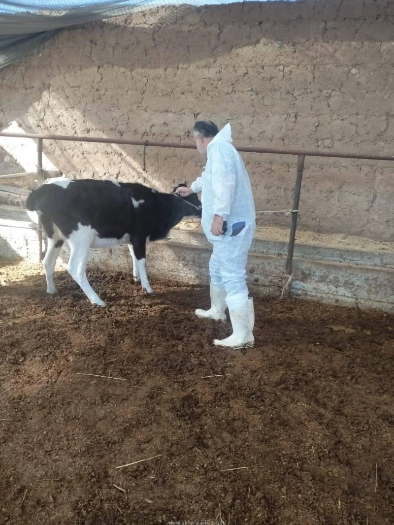 كتبت أمل عبد الرحيم تنفيذا لتوجيهات اللواء طيار أ.ح أكرم محمد جلال محافظ الإسماعيلية، بأهمية المتابعة الدورية والقيام بالتحصينات الوقائية ضد أمراض الحيوانات والأوبئة والفيروسات الم