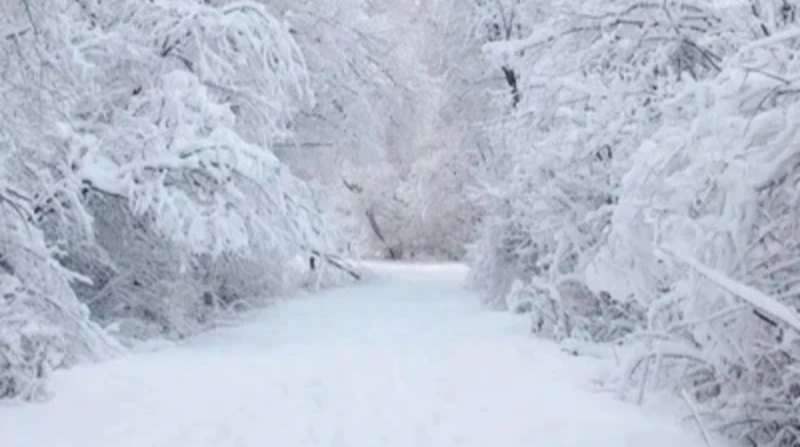 ثلوج كثيفة تكسو تونس باللون الأبيض.. تعطيل للدراسة وغلق للطرقات غطت طبقة كثيفة من الثلوج المرتفعات الجبلية في دول المغرب العربي، مما شكل مشهدا نادرا وغير متوقع في شمال أفريقيا. ووف