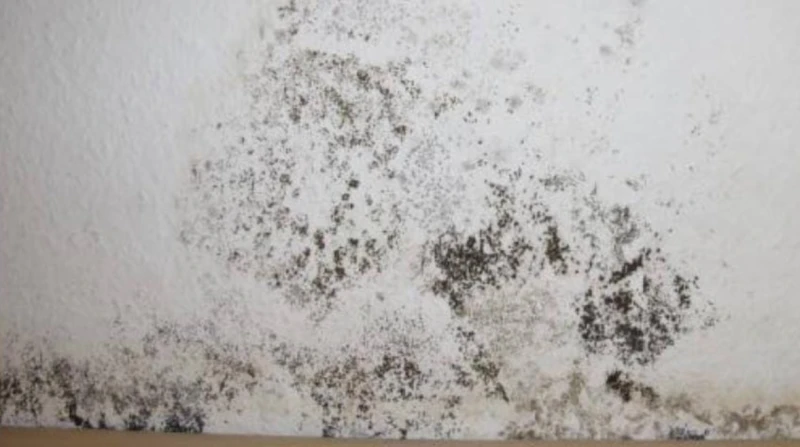 العفن المنزلي الخفي يصيب شابا بمرض رئوي مميت أصيب بريطاني يبلغ من العمر 32 عاما بعدوى دموية تهدد حياته بسبب العفن المنزلي، بعد أن عاش في منزل موبوء بالفطريات، وفقا لصحيفة ديلي ميل