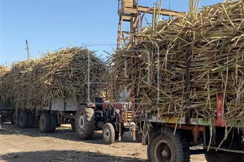 بعد توقف العام الماضي.. فرحة منياوية لاستئناف إنتاج سكر القصب في أقدم مصنع بمصر وسط فرحة الفلاحين والعاملين بدأت شركة السكر والصناعات التكاملية المصرية، بمصانع سكر أبوقرقاص الجديدة