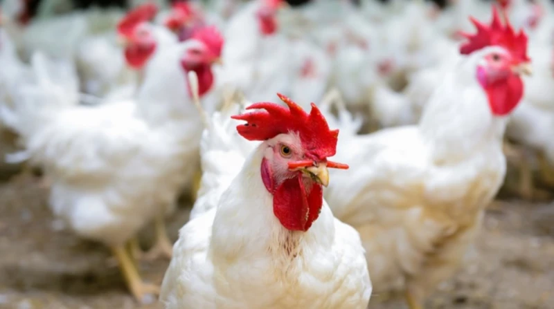 الزراعة تكشف حقيقة استيراد دواجن من الصين أكد المستشار الإعلامي لوزارة الزراعة واستصلاح الأراضي.أحمد إبراهيم، أن قرار السماح باستيراد الدواجن