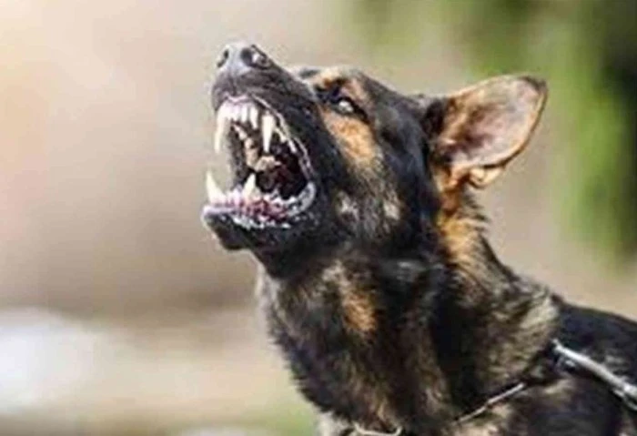 شاب يطلق كلبه على عامل في محل عصير بالجيزة في حادثة مفاجئة شهدتها محافظة الجيزة، قام شاب يدعى كريم ع. (17 عاما) بالاعتداء على عامل في محل عصير، حيث أطلق عليه كلبه لعضه، ما أسفر عن 