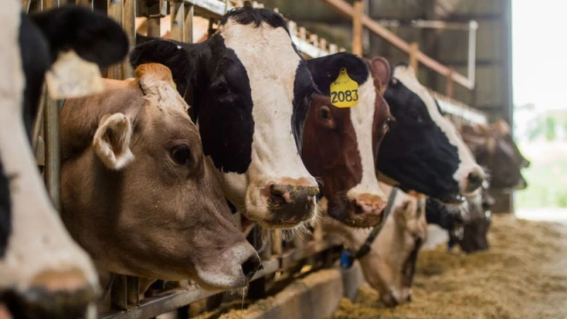 ألمانيا في حالة رعب بعد 35 عاما: ظهور مرض مميت يثير القلق وحظر فوري على الوارداتبتاريخ الأحد 12 يناير 2025 أثار اكتشاف مرض الحمى القلاعية في قطيع من الجاموس بولاية براندنبورغ في أل