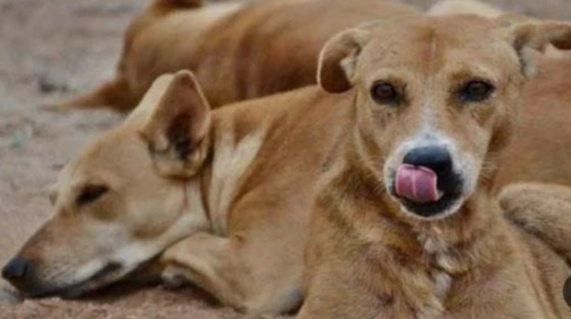 كلية الطب البيطري ببنها.. مسلخ للكلاب باسم البحث العلمي (فيديو) في قلب صرح علمي من المفترض أن يكون ملاذا للرحمة وشفاء الحيوان، تحولت كلية الطب البيطري بجامعة بنها، إلى مسلخة تعذب ف