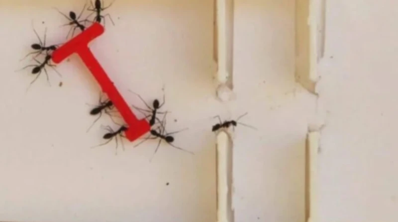 على المستوى الاجتماعي.. النمل أكثر تنظيما من البشر نادرا ما نرى نملة بمفردها، ومع ذلك، فإن رؤية البشر بمفردهم ليست أمرا غريبا، رغم أننا كائن اجتماعي، لكن اكتشف علماء أن هناك شيء نت