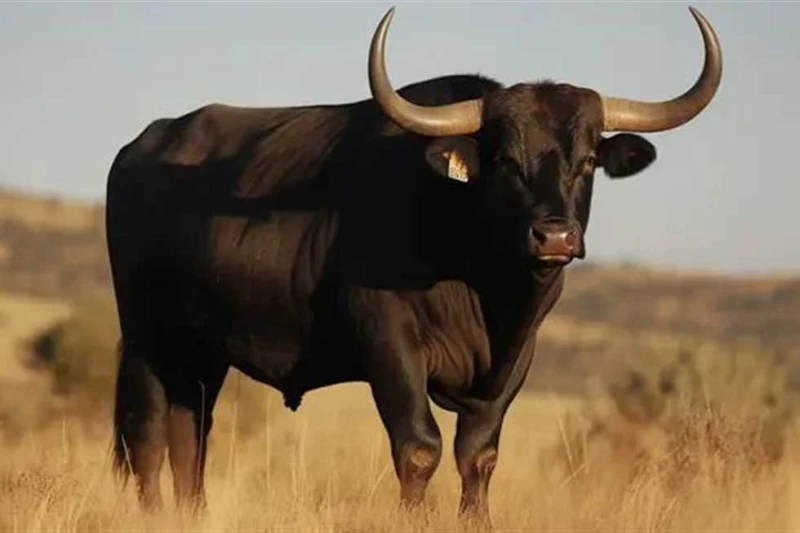 طور هائج يثير الذعر ويتسبب في كارثة ببني سويف (تفاصيل) شهدت قرية الشناوية بمركز ناصر في بنى سويف، اليوم الأحد، مصرع سيدة وإصابة آخر بإصابات مختلفة،