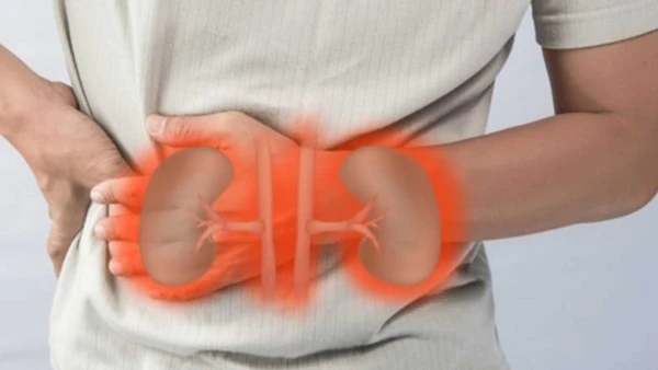 هذه العادات تحافظ على صحة الكلى أفاق عربية تعد الكلى من أهم الأعضاء التي لا تقوم فقط بتصفية الدم وإزالة السموم، و تنظم مستويات الحموضة والملح والبوتاسيوم. ومن المهم الاعتناء بها، و