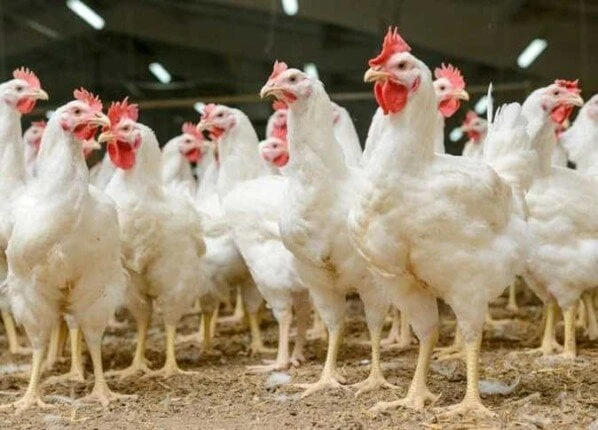 أسعار الفراخ البيضاء اليوم الجمعة 17 يناير 2025أسعار الفراخ البيضاء.. انخفضت أسعار الفراخ البيضاء اليوم الجمعة 17 يناير 2025، في الأسواق والمحال